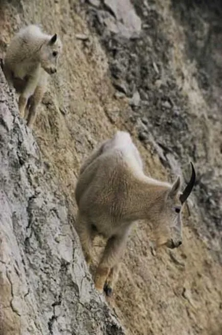 Caprele pe stânci, pe pereții cutiei (caseta) Caprele pe stânci, pe pereții cutiei