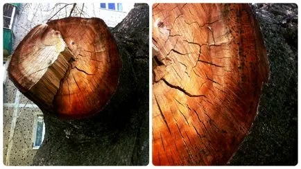 Kronirovaniye derevev- crengi Tunsul, și uscate (kronirovaniye) Kronirovaniye derevev- tăierea crengi moarte și copaci