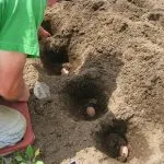gunoi de grajd de pui ca metode de îngrășăminte de preparare și utilizare