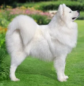Husky, husky toate tipurile de fotografie și video (West Siberian) Laika, toate tipurile de husky cu fotografii și video