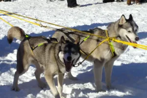 Husky și soiurile lor