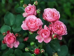 descriere si fotografii ale celor mai bune soiuri pentru gradina de trandafiri Shrub