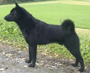 Husky, husky toate tipurile de fotografie și video (Karelia) Laika, toate tipurile de husky cu fotografii și video