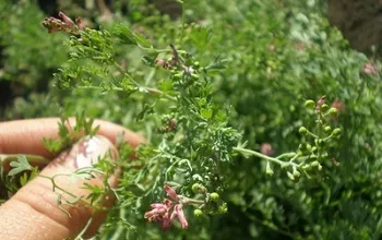 Tratamentul furuncul (chiriya) în unguentele de origine, antibiotice, remedii populare (fierbe) se fierbe timp de tratament (chiriya), la domiciliu, unguente antibiotice, remedii populare