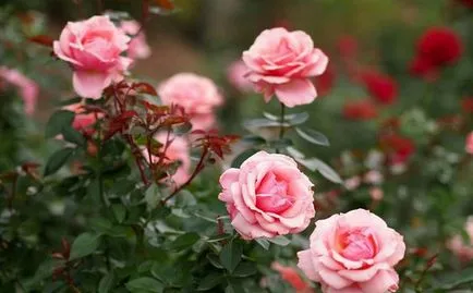 descriere si fotografii ale celor mai bune soiuri pentru gradina de trandafiri Shrub