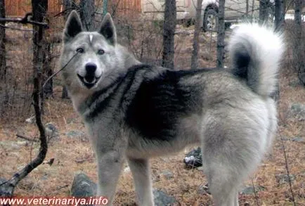 Husky și soiurile lor