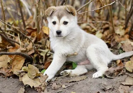 Laika (câine) fotografii, descriere rasa, caracter, standarde și prețuri