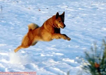 Husky și soiurile lor