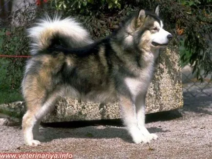 Husky și soiurile lor