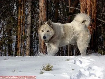 Husky și soiurile lor