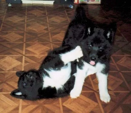 Husky și soiurile lor