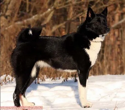 Husky și soiurile lor