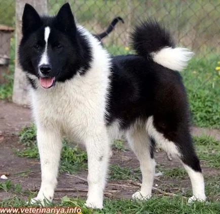 Husky și soiurile lor