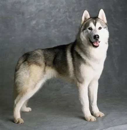 fotografii Laika și imagini, caracteristici de rasa, sfaturi de ingrijire