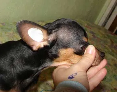 Cum de a lipi urechile românesc Toy terrieri (urechi românesc Terrier Toy nu sunt lipirea ipsos adeziv) Cum de a lipi urechile Terrier-ul românesc