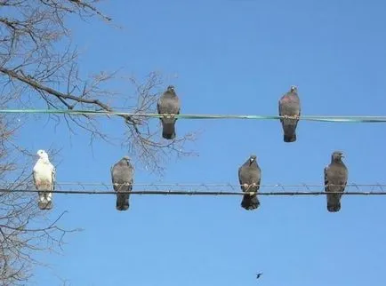 Cum de a aduce energie electrică la parcela de teren pentru construcția de locuințe individuale și a stabilit pol (locuințe individuale, fără clădiri, fără (site) Cum de a aduce energie electrică la parcela de teren pentru construcția de locuințe individuale și a stabilit pol (locuințe individuale, fără clădiri, fără a