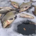 Roach sau Taranco