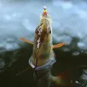 Roach sau Taranco