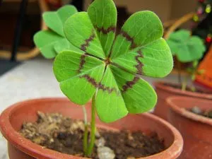 Un talisman pentru noroc cu mâinile lor, ca o conspirație a lui (lor) Un talisman pentru noroc cu mâinile ca discursul