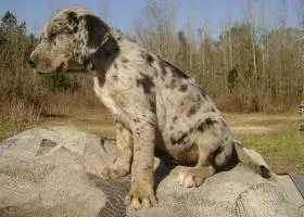 îngrijire Catahoula CUR din rasa, prețul de pui (câine) Catahoula preț pui de îngrijire Cur rasa