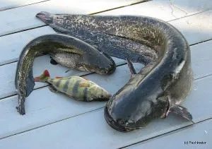 Prinderea Catfish Donk pe mal - cum să facă un fund aborda cu propriile lor mâini și prinderea regulile (de pescuit) Prinderea Catfish Donk pe mal - cum să facă un fund aborda cu propriile lor mâini și reguli de captură