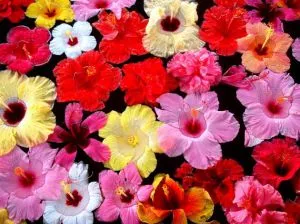 lua rapid și ușor grijă de hibiscus (trandafir chinezesc), în casa