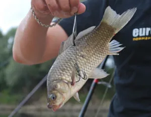 Prinderea Catfish Donk pe mal - cum să facă un fund aborda cu propriile lor mâini și prinderea regulile (Donk) Prinderea Catfish Donk pe mal - cum să facă un fund aborda cu propriile lor mâini și reguli de captură