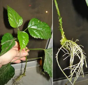 lua rapid și ușor grijă de hibiscus (trandafir chinezesc), în casa