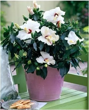 lua rapid și ușor grijă de hibiscus (trandafir chinezesc), în casa