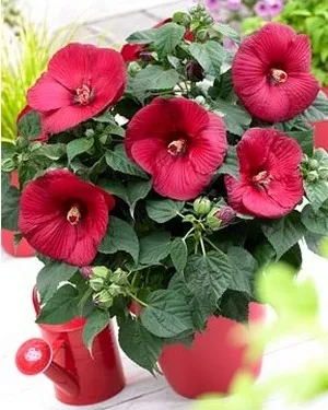 lua rapid și ușor grijă de hibiscus (trandafir chinezesc), în casa