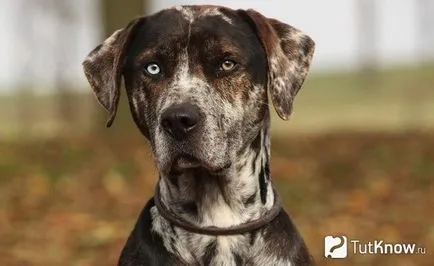 Catahoula căței de îngrijire rasa Cur preț (Catahoula actuală) Catahoula preț pui de îngrijire Cur rasa