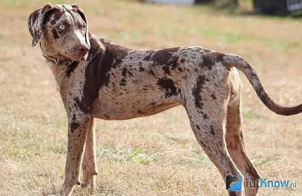 Catahoula căței de îngrijire rasa Cur preț (Catahoula actuală) Catahoula preț pui de îngrijire Cur rasa