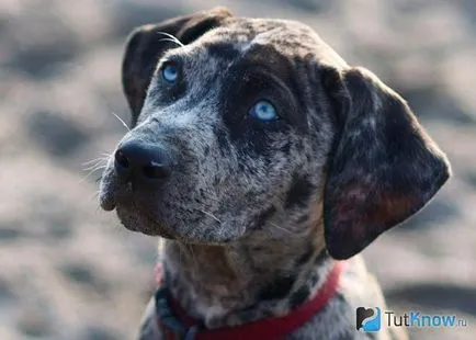 Catahoula căței de îngrijire rasa Cur pret (Catahoula rasa Cur) Catahoula preț pui de îngrijire Cur rasa