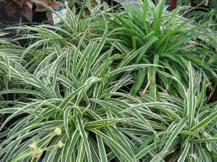 Cele mai multe plante de interior pentru birou - 10 culori minerale la locul de muncă