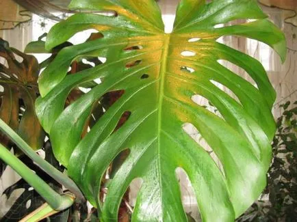 Cele mai multe plante de interior pentru birou - 10 culori minerale la locul de muncă
