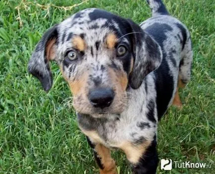 Catahoula căței de îngrijire rasa Cur pret (Catahoula rasa Cur) Catahoula preț pui de îngrijire Cur rasa