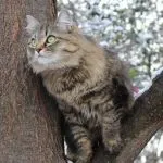 pisici Munchkin foto, video, despre rasa, caracterul, sănătatea