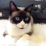 pisici Munchkin foto, video, despre rasa, caracterul, sănătatea