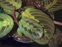 Maranta - descrierea și îngrijirea Maranta (păduri de mlaștină din Europa Centrală de Sud) Maranta - descriere Maranta și îngrijire