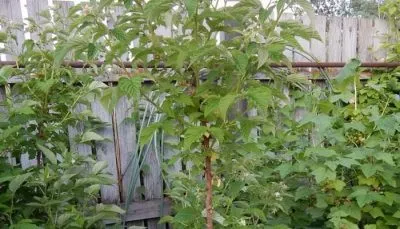 Zmeură copac (aur, masiv, basm, Tarusa) o descriere a soiurilor, plantare și întreținere, multiplicare