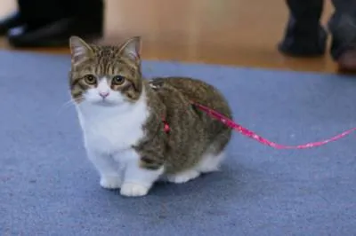 Munchkin picioare scurte de succes nu este un obstacol
