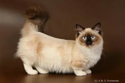 Munchkin picioare scurte de succes nu este un obstacol