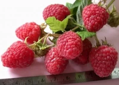 Zmeură copac (aur, masiv, basm, Tarusa) o descriere a soiurilor, plantare și întreținere, multiplicare