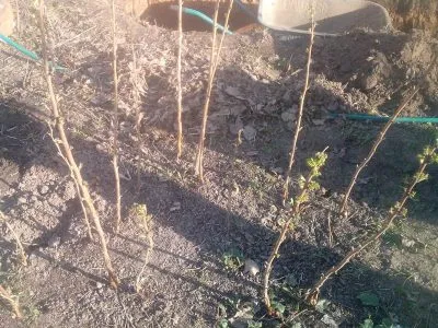 Zmeură copac (aur, masiv, basm, Tarusa) o descriere a soiurilor, plantare și întreținere, multiplicare