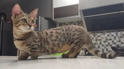 pisici Munchkin foto, video, despre rasa, caracterul, sănătatea