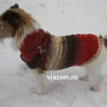 Masterclass cum să tricota un pulover pentru spițele de câine (tricota un pulover pentru câine) Masterclass cum să tricota un pulover pentru spițelor de câine