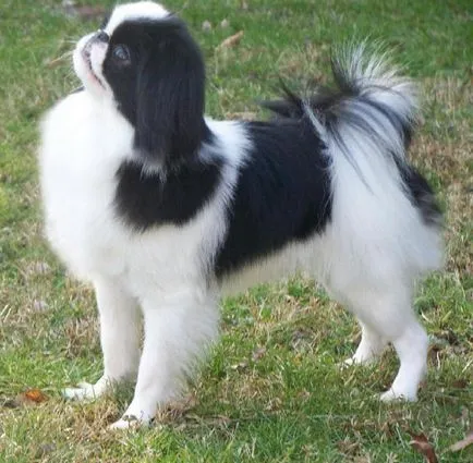Miniatură descriere câine rasa, poze (descriere) Miniatură descriere câine rasa, poze