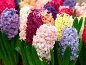 plantare Montbretsiya și de îngrijire în câmp deschis, secretele de cultivare, reguli de propagare, lupta împotriva