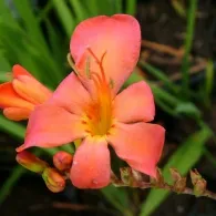 cultivarea Montbretsiya sau Crocosmia și întreținere, fotografie, o grădină de plante
