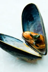 cocktail de mare - bun și rețete